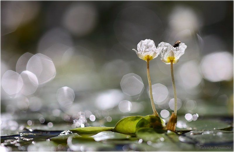 hydrocharis, morsus-ranae, водокрас, лягушачий, обыкновенный, лягушечник Водокрас лягушачий фото превью