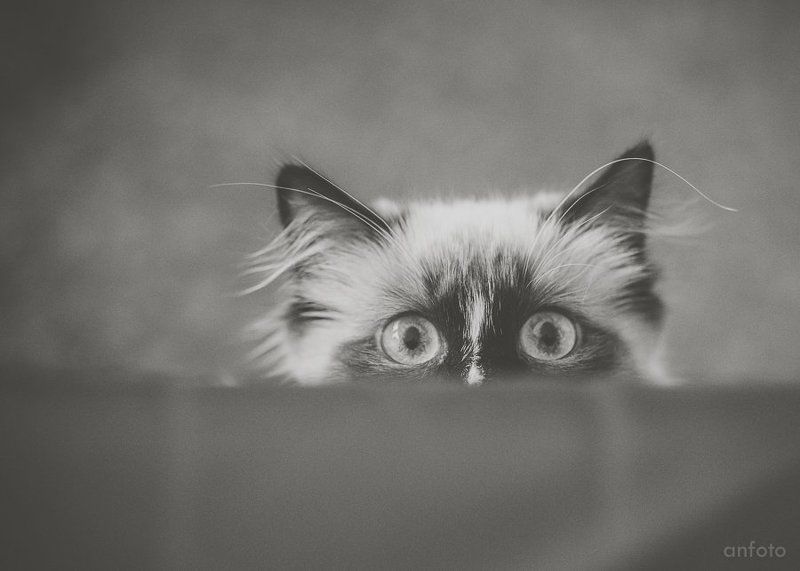 а я тут не причём... фото превью