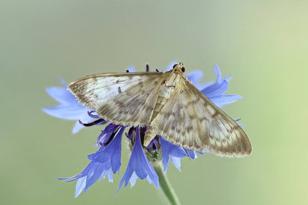 , Сергей Таланов