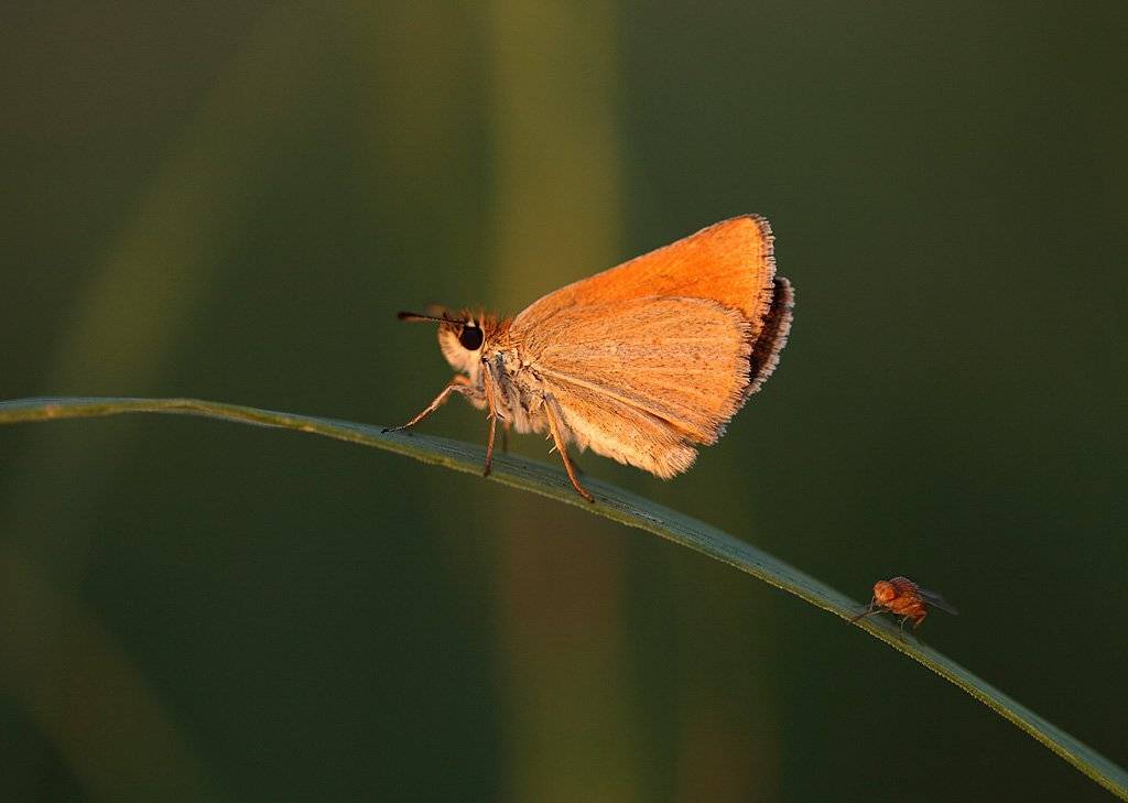 , Сергей Таланов