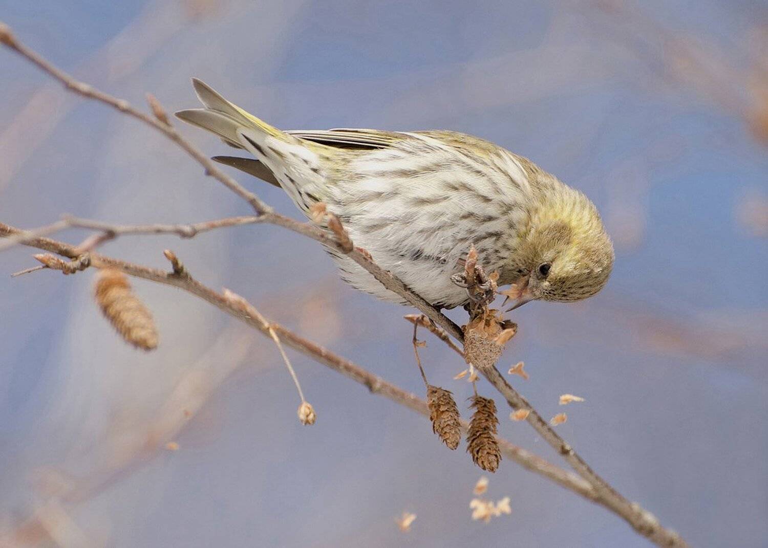 , Михаил Агеев