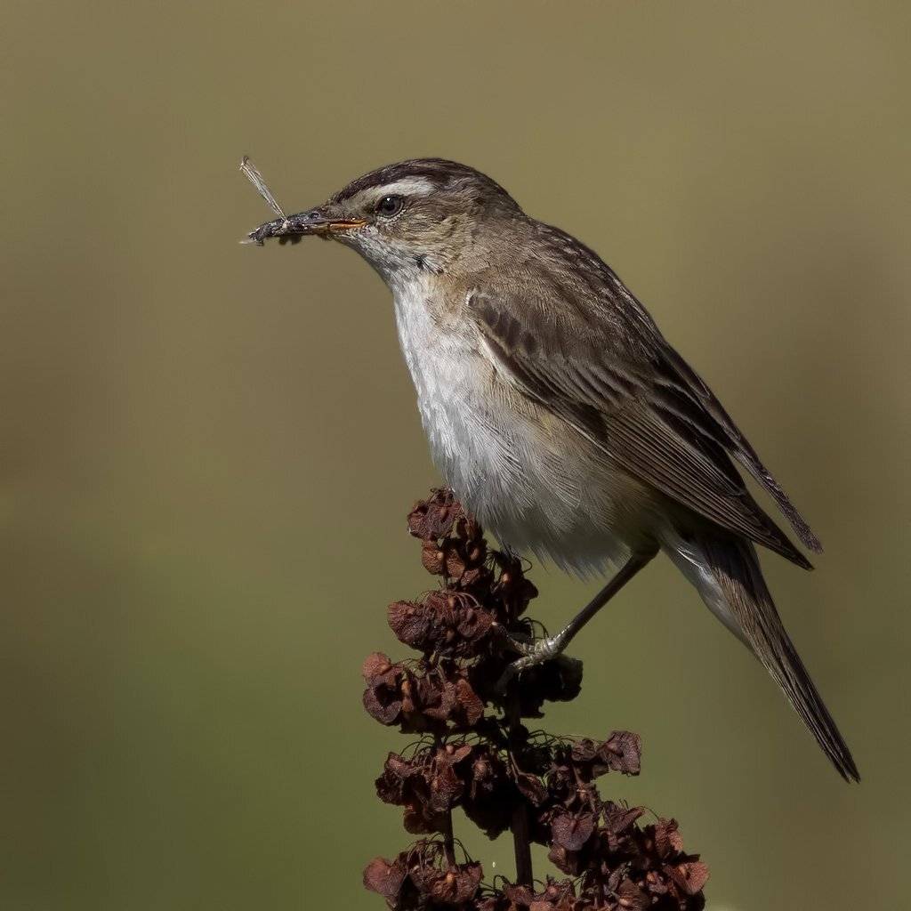 , Ляпустин Юра