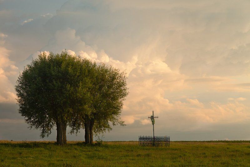 willow фото превью