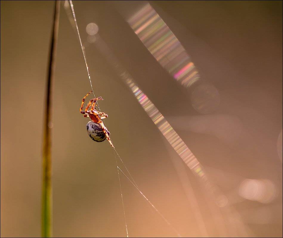 , Бурлов Андрей