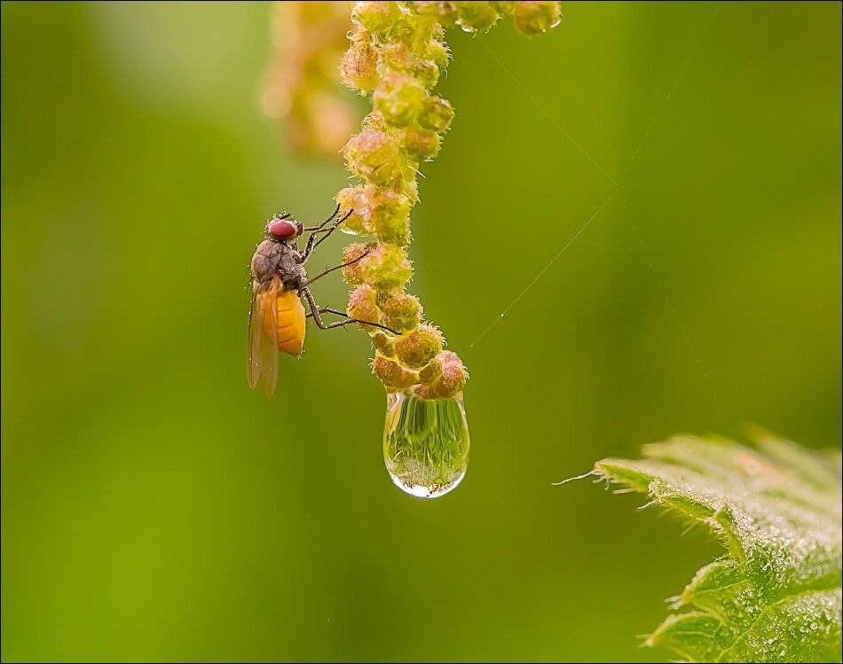, Бурлов Андрей