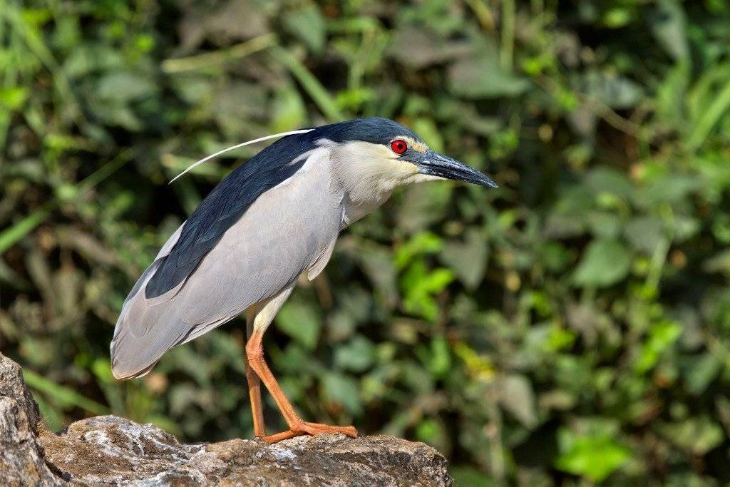 , Александр Гусар