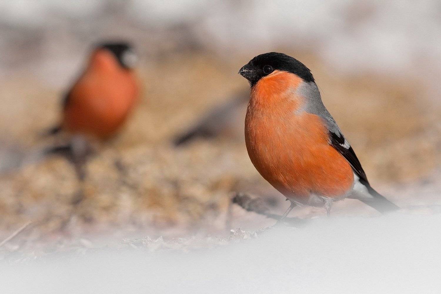 , Вилюнов Дмитрий