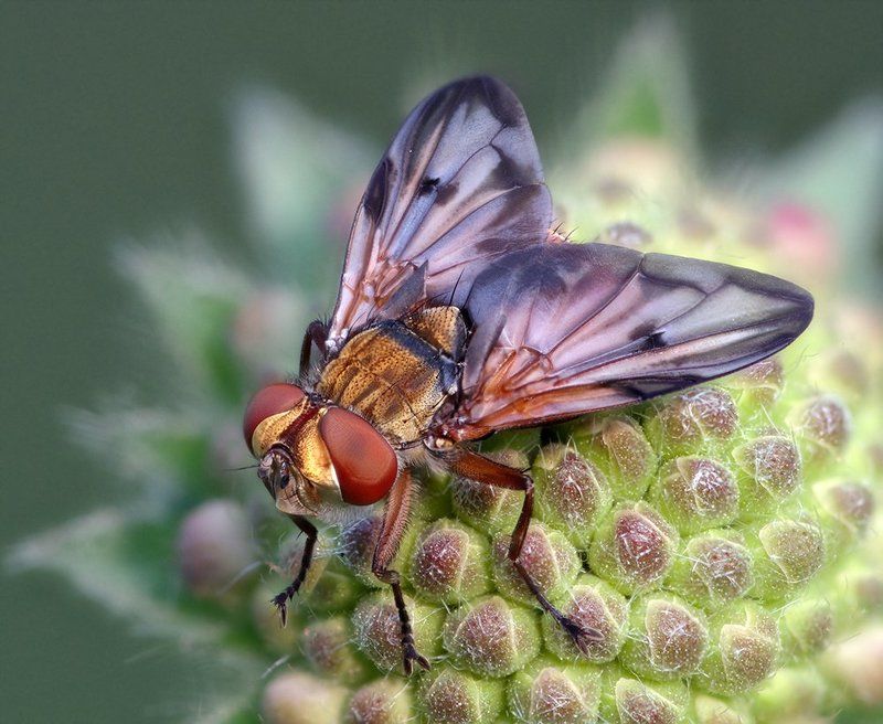 макро, муха, насекомое *** фото превью