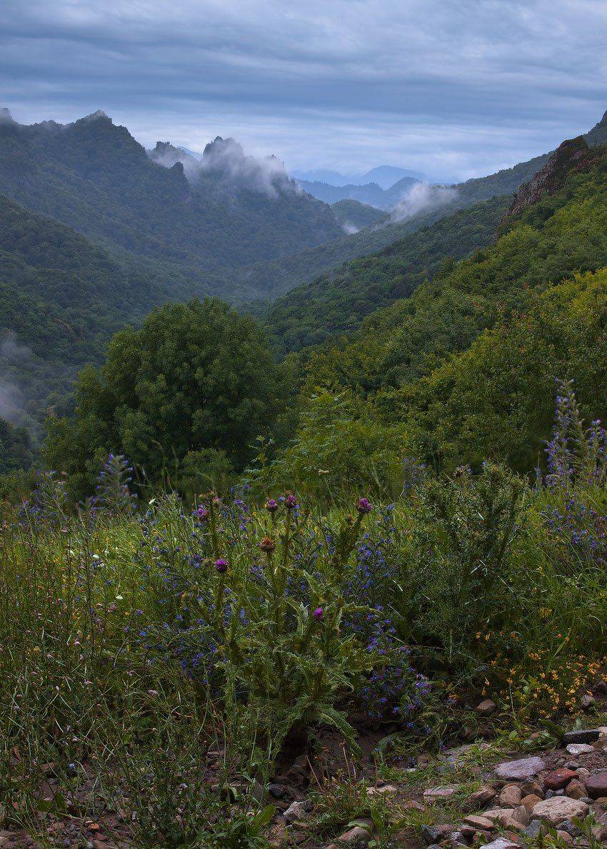 кчр, шоана, чертополох, Николай Мысливцев