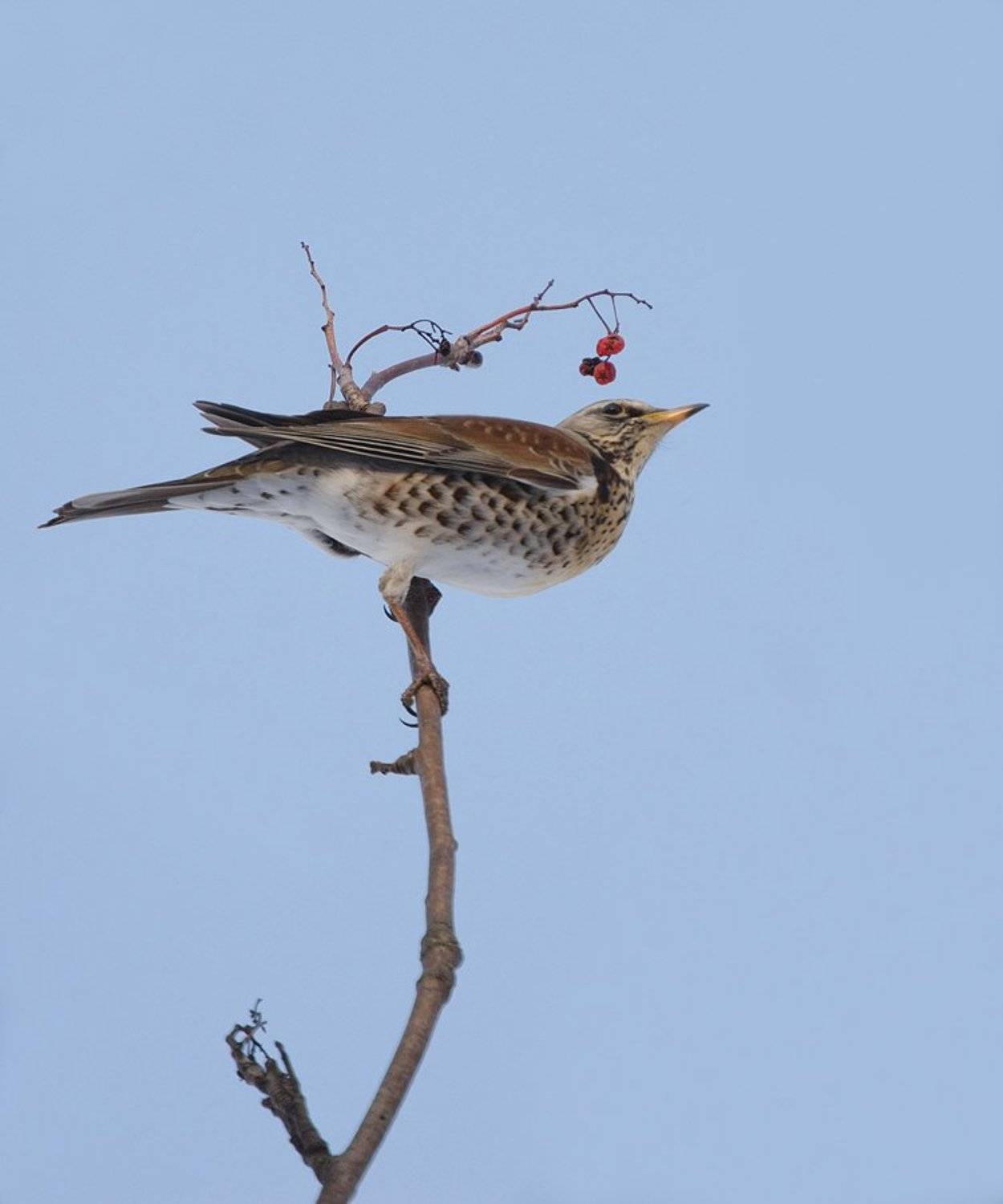 , Михаил Агеев