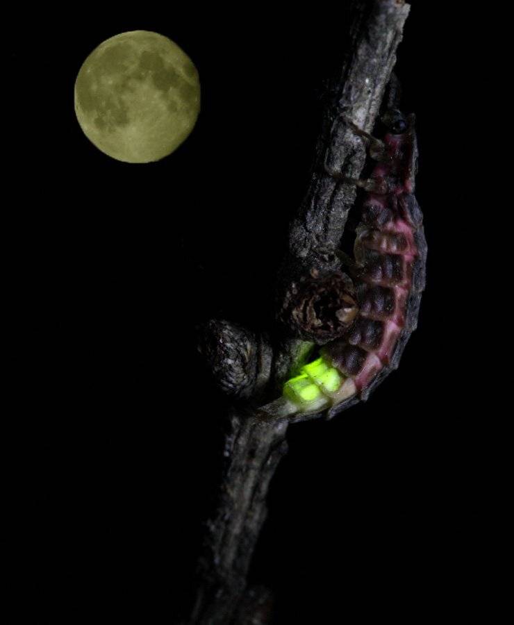 , Сергей Таланов