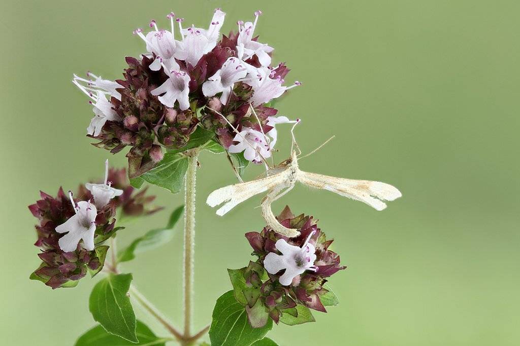 , Сергей Таланов