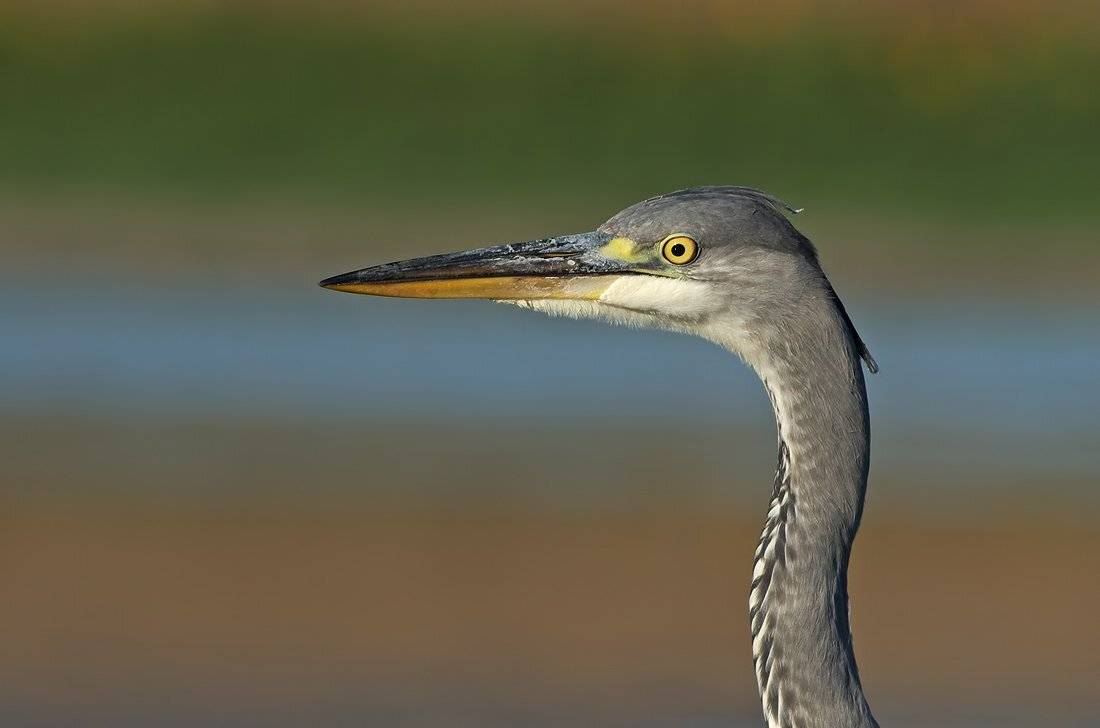 сивата чапла ,ardea cinerea,ardea cinerea,серая цапля, Евгени Стефанов