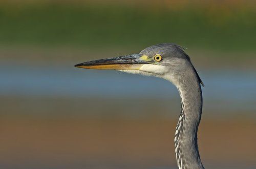 Серая цапля - Портрет