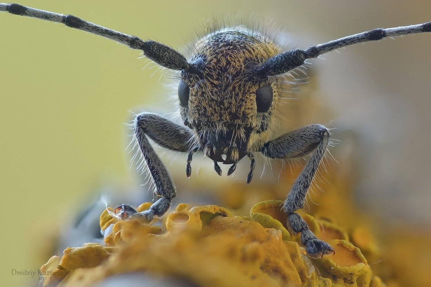 , Кузнецов Дмитрий