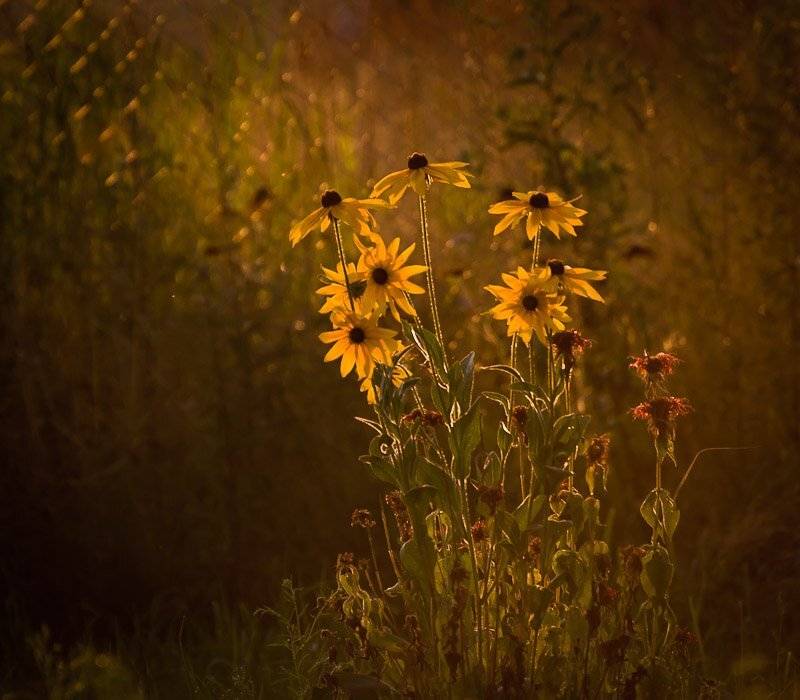 , Октай Гусейнов