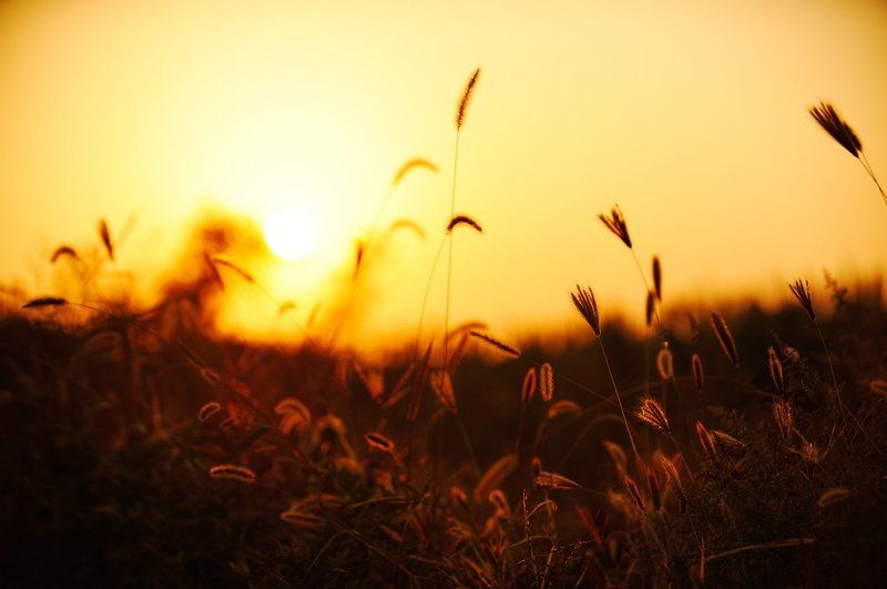 1242 фото превью