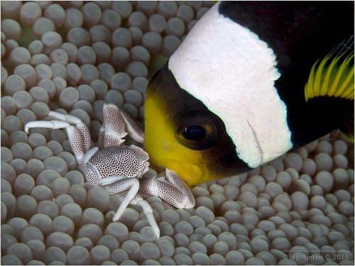 Fight for Your Right (To Party!)