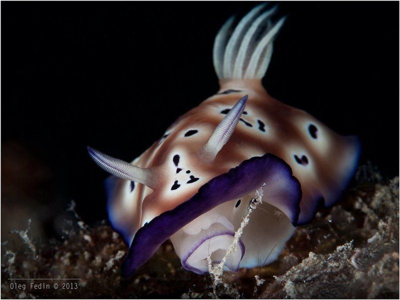 Голожаберники острова Мабул фото превью