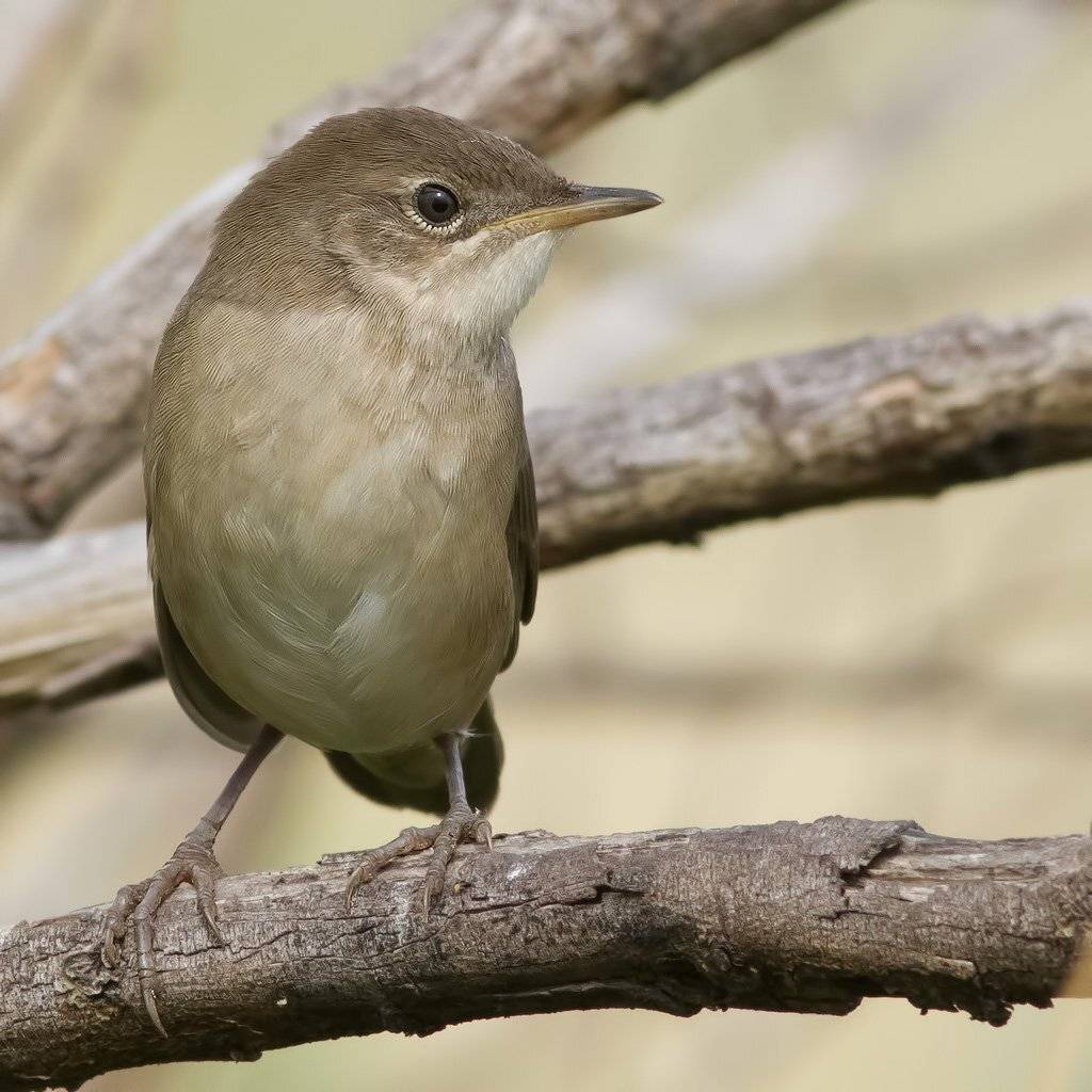 , Ляпустин Юра