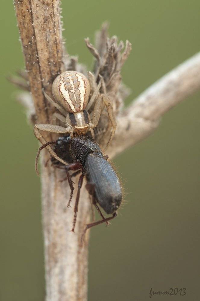 , Игорь ФУММ