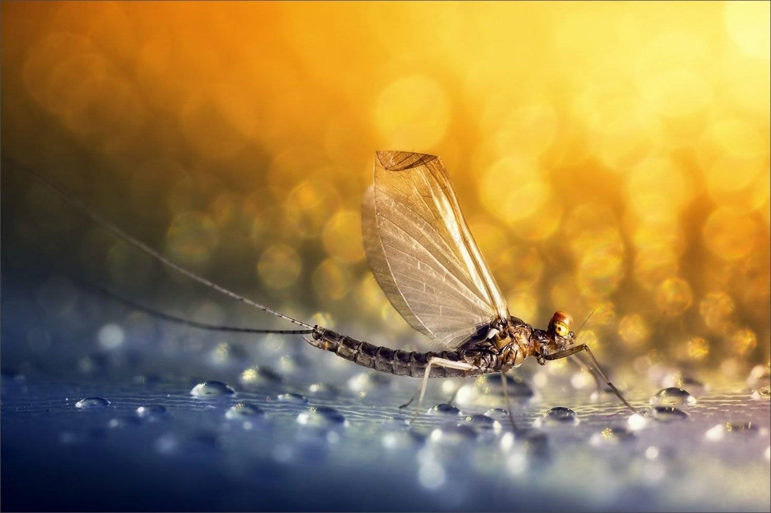 , Суханов Дмитрий