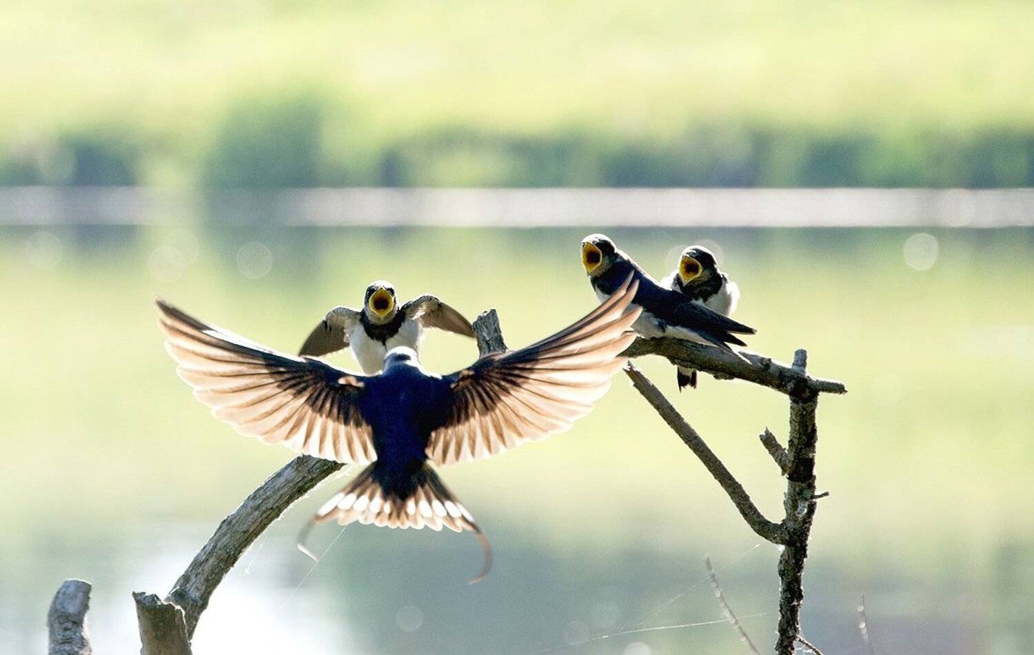 , Михаил Агеев