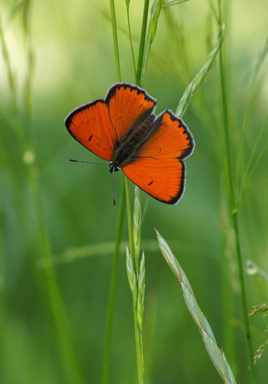Червонец непарный, Чепленко Алексей