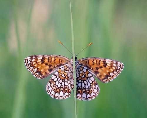 Шашечница....