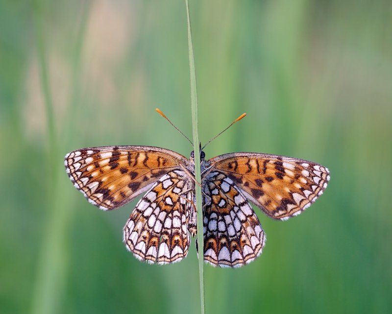 Шашечница.... фото превью