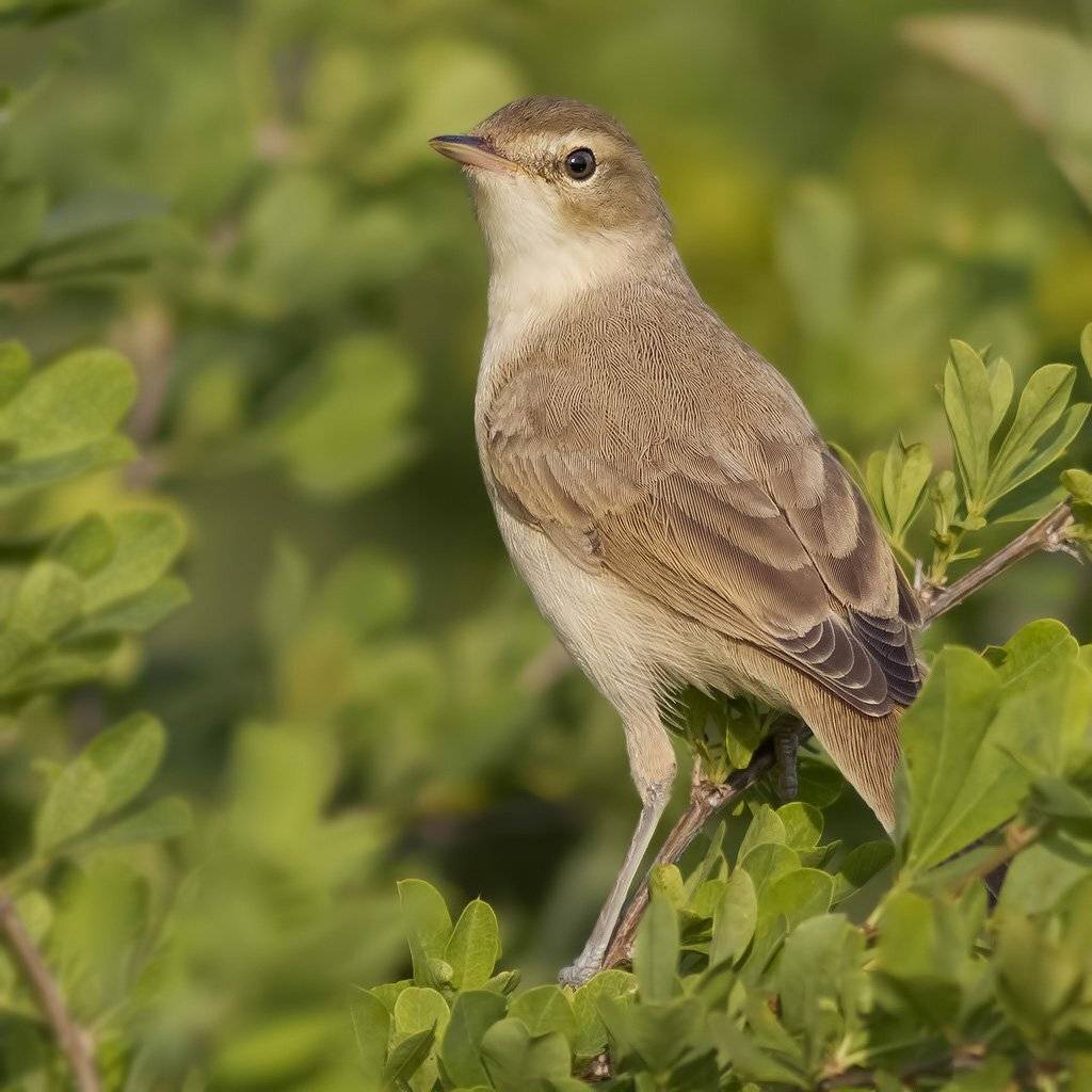 , Ляпустин Юра