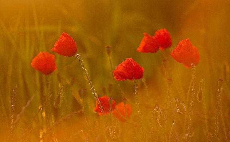 Poppyhead фото превью