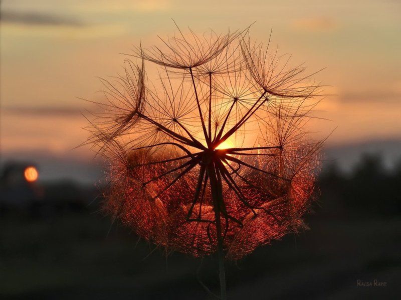 Солнечный фото превью