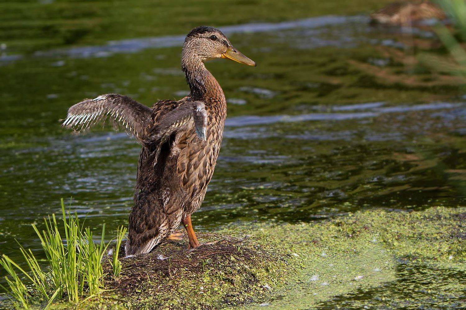 , Елена Давыдова