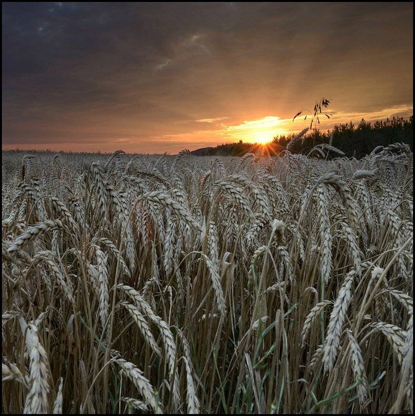 , Румен Паисиев