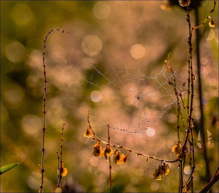 , Бурлов Андрей