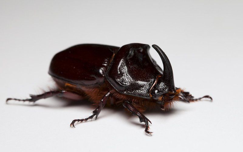 * фото превью