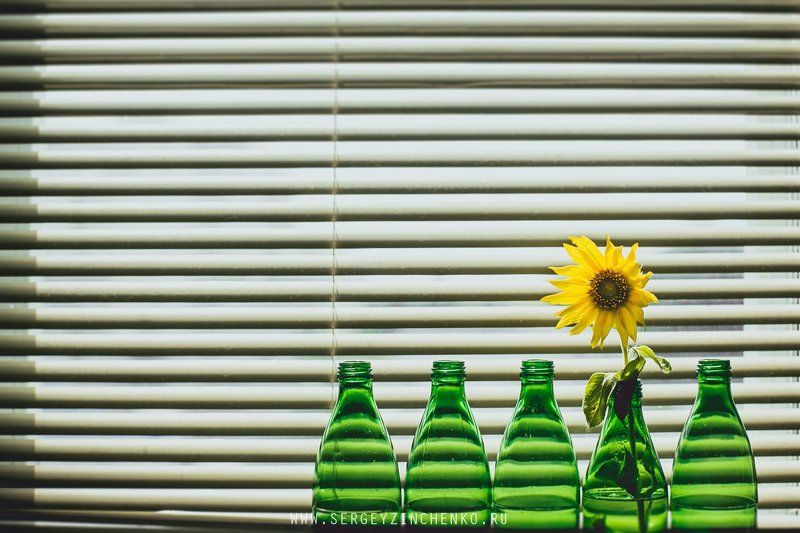 Sun Flower фото превью