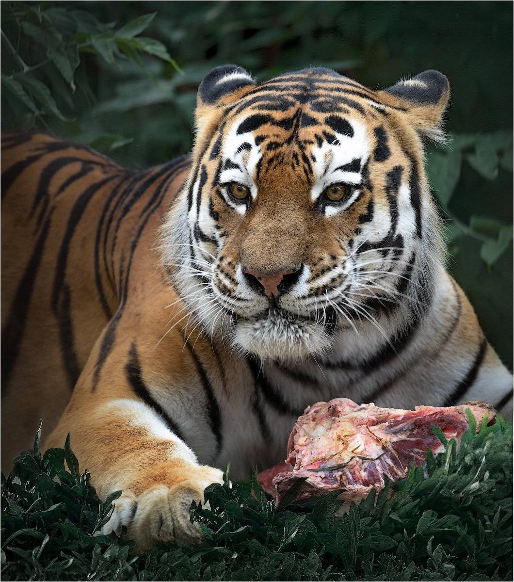 , Александр Поляков