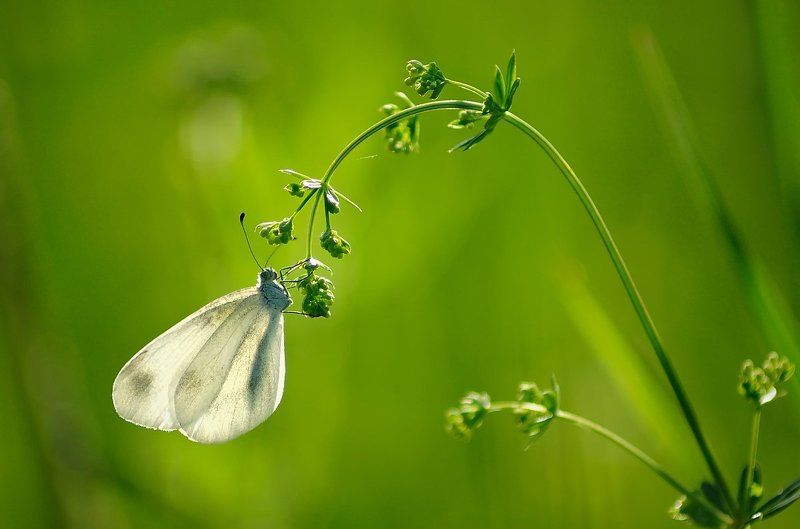 Mассивный вес фото превью