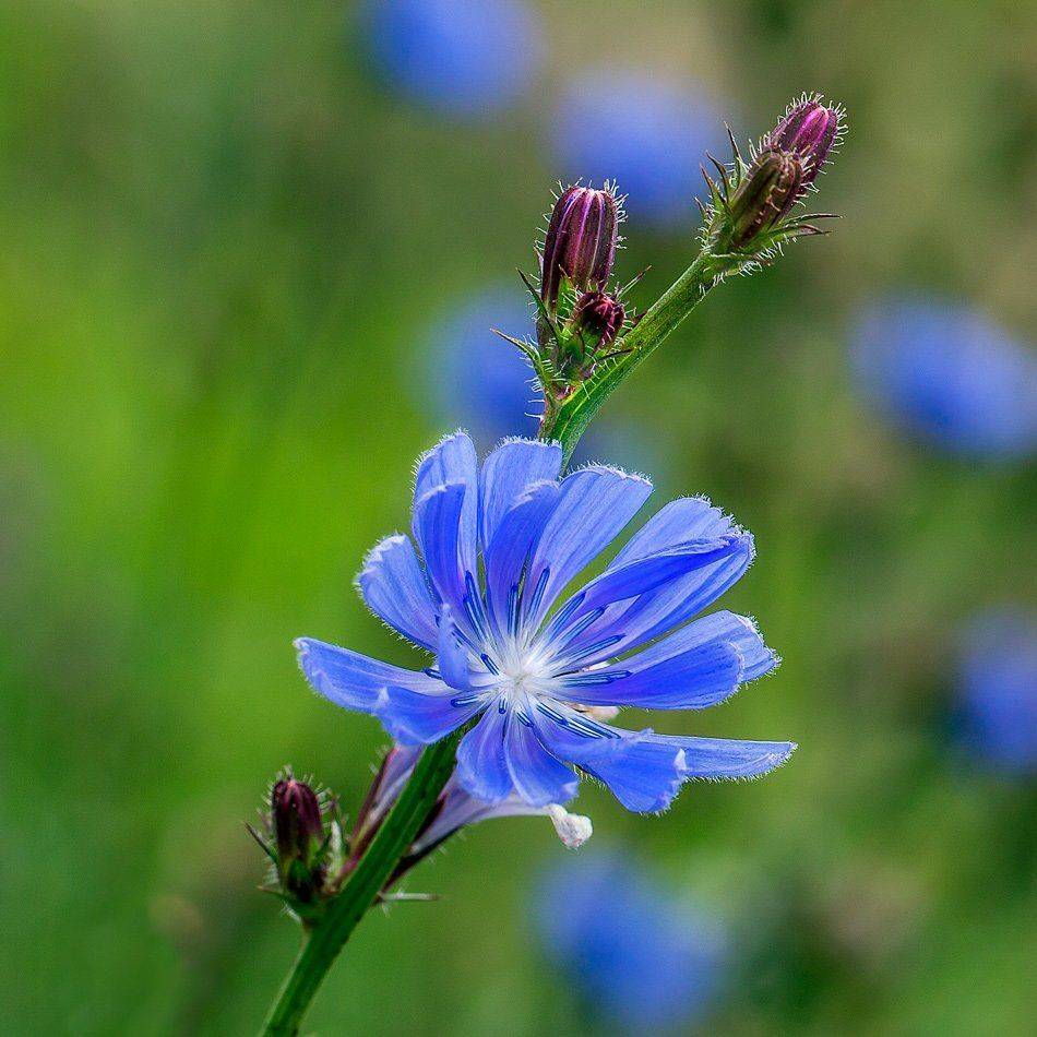 , Людмила Прокофьева