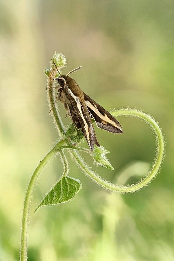 , Сергей Таланов