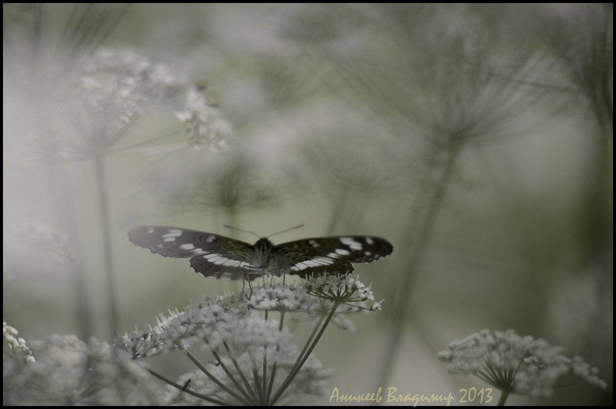 , Аникеев Владимир