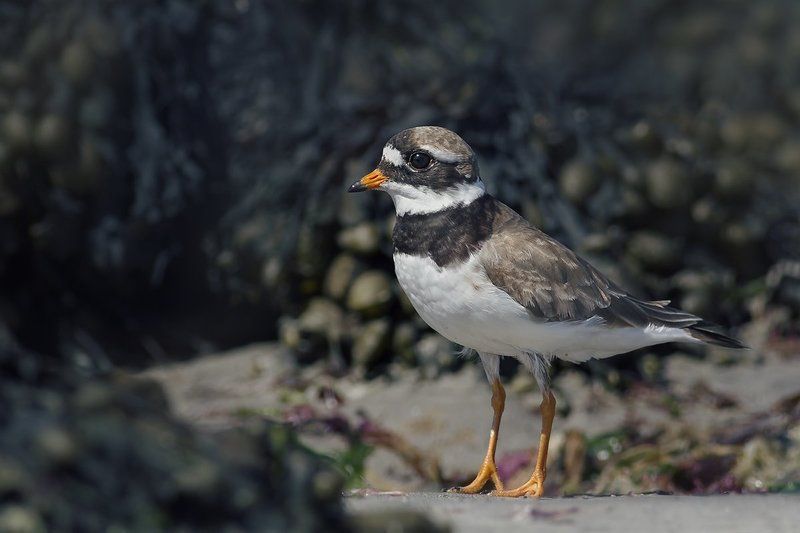 Галстучник (Charadrius hiaticula) фото превью