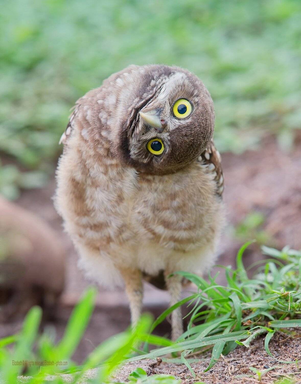 burrowing owl, florida, кроличий сыч, флорида, сыч, owl, Elizabeth Etkind