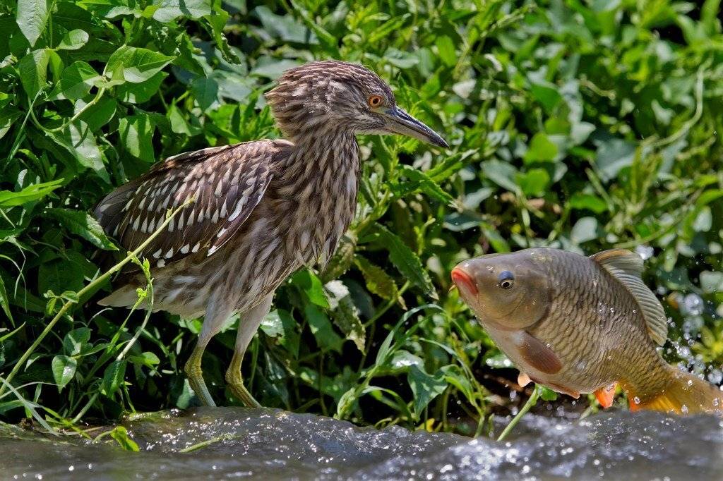 , Александр Гусар