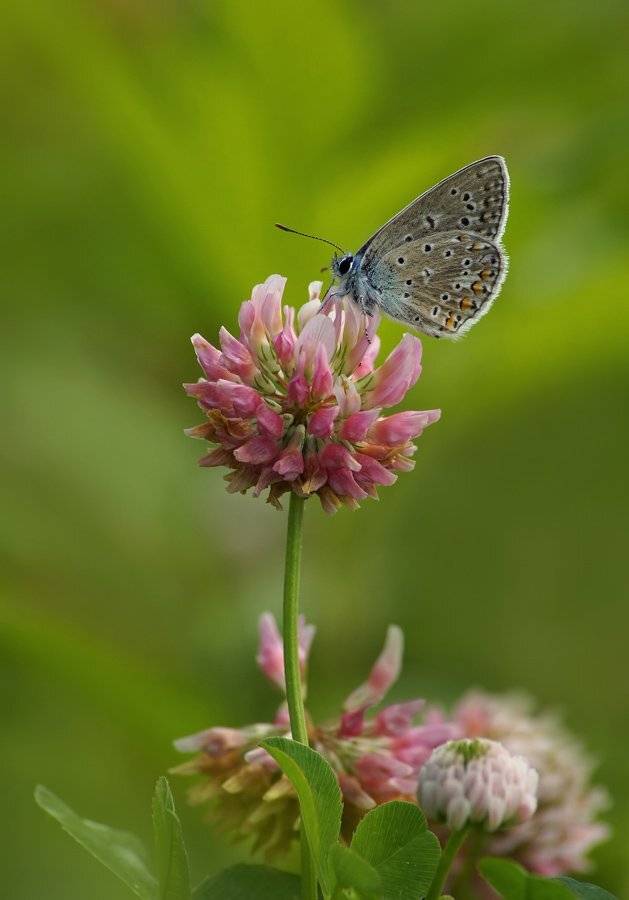 , Чепленко Алексей