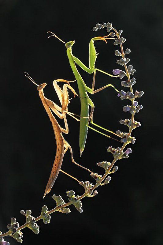 mantis religiosa фото превью