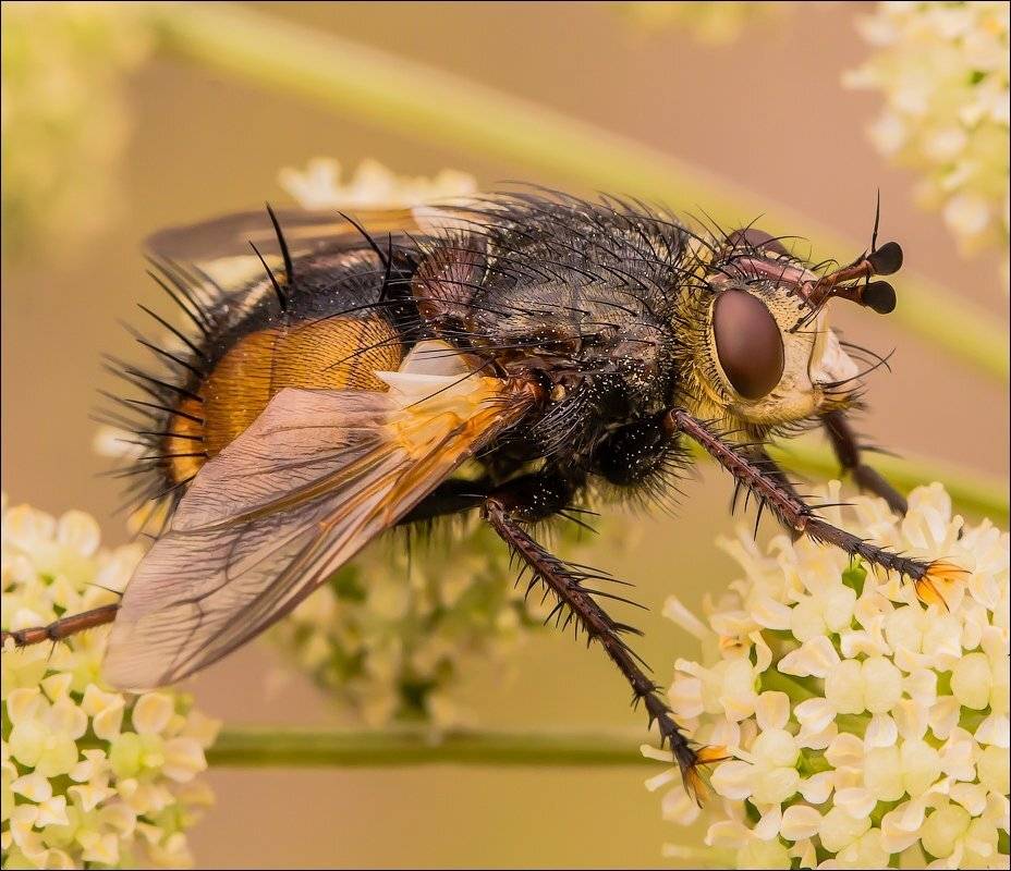 , Бурлов Андрей