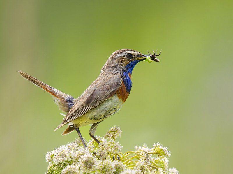 Тот, кто рано встаёт фото превью